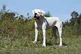DOGUE ARGENTIN 017